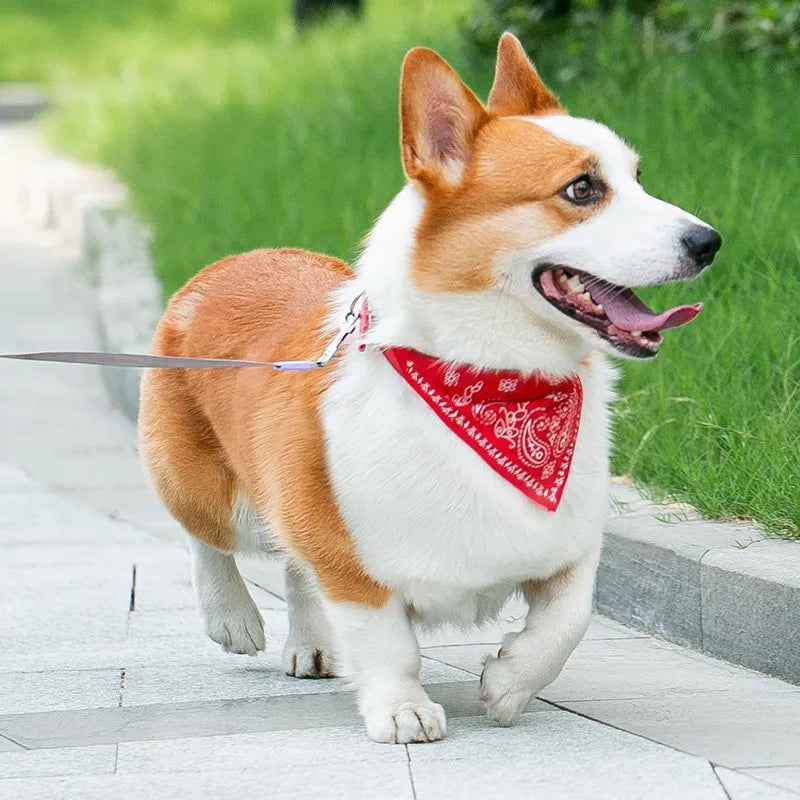 Chien avec un foulard rouge pendant une balade