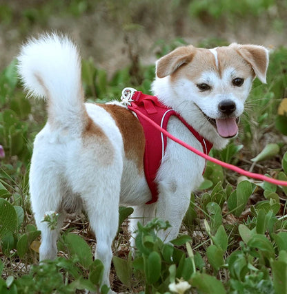 Harnais rouge ajusté pour chien, idéal pour promenade en foret