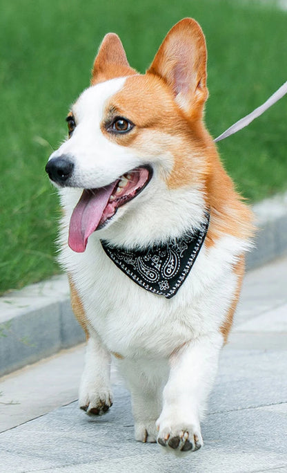 Chien blanc portant un collier foulard noir