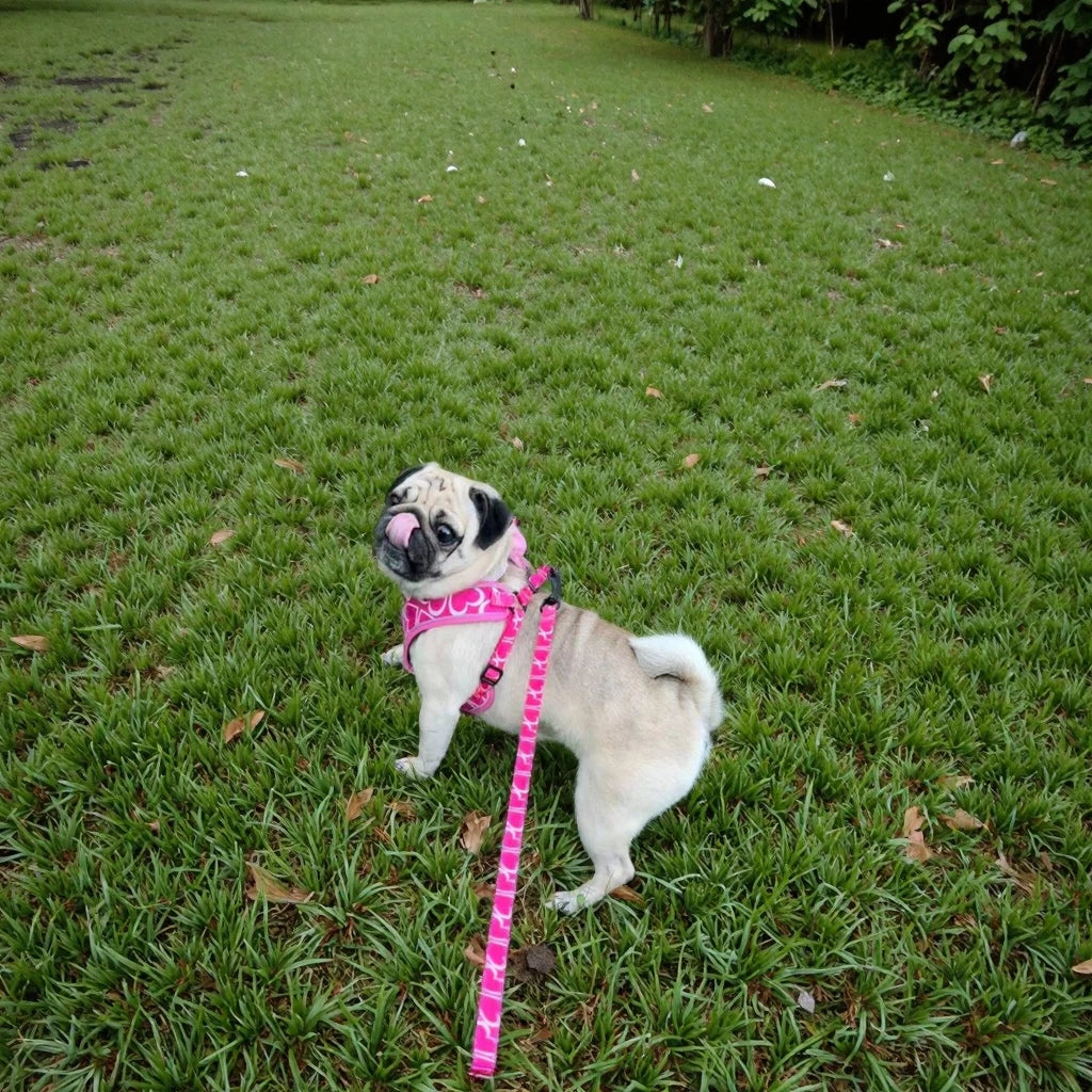 petit chien blanc en promenade portant un harnais avec laisse rose pour chie