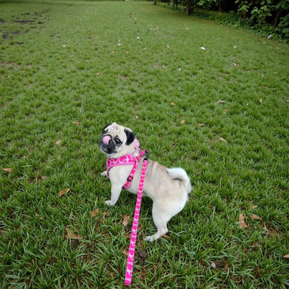petit chien blanc en promenade portant un harnais avec laisse rose pour chie