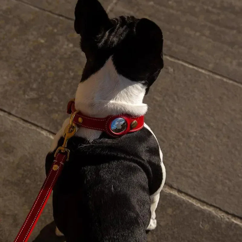 Chien vu de dos portant un collier AirTag rouge relié à une laisse assortie.