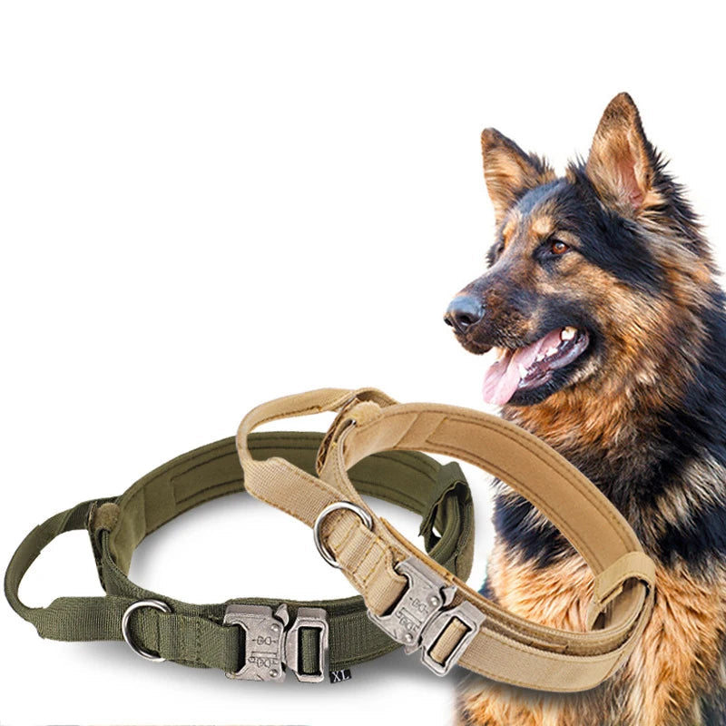 Chiens portant le collier tactique kaki et beige, adaptés aux promenades actives et à l'entraînement.