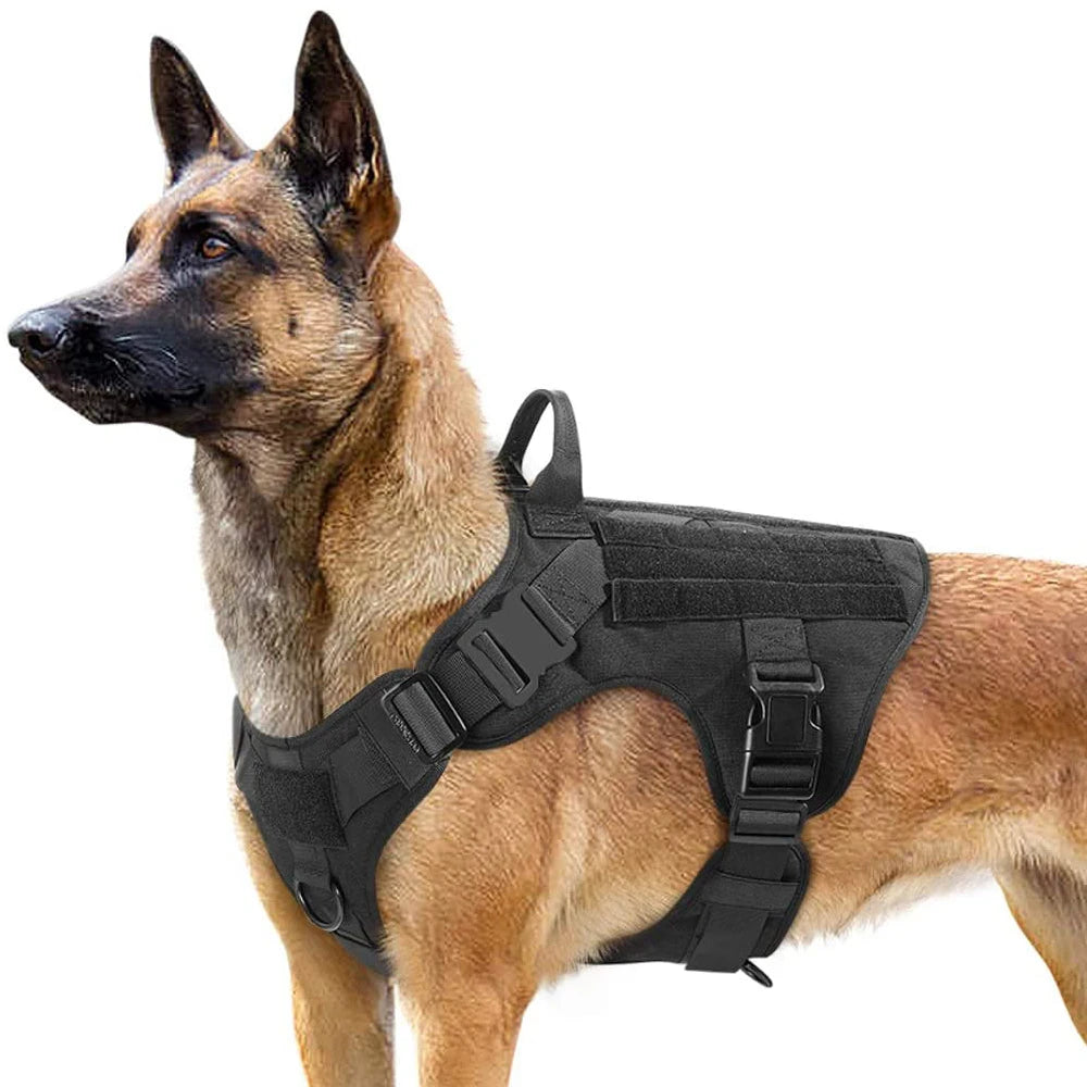chien noir équipé d’un harnais tactique noir militaire