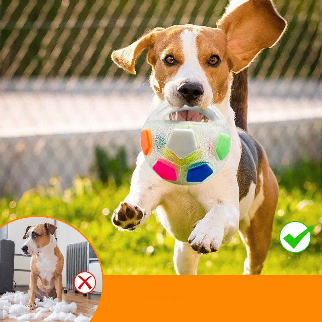 Un petit chien attrape joyeusement le ballon sonore dans le jardin.