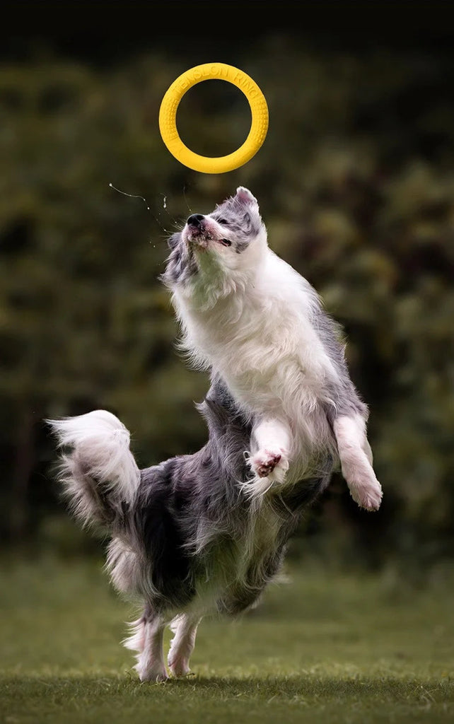 Chien en plein saut attrapant le jouet AeroTruffe™, anneau léger et aérien en mousse, volant interactif pour jeux extérieurs.