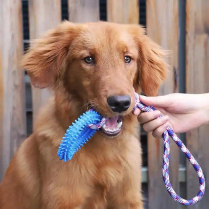 chien marron jouant avec un jouet chien anneau bleu à picots tenu par son maître