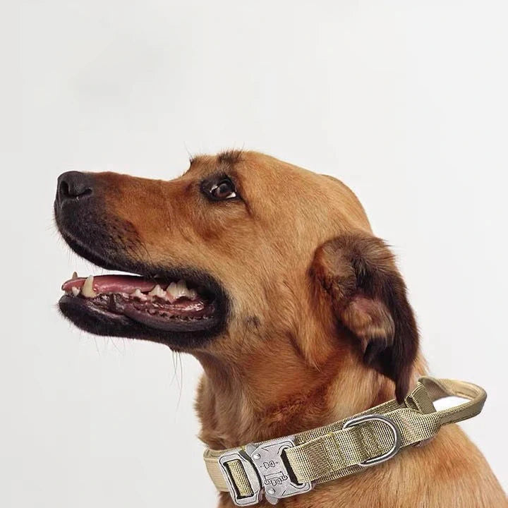 Labrador équipé d’un collier de dressage beige ajusté au cou – idéal pour promenades.
