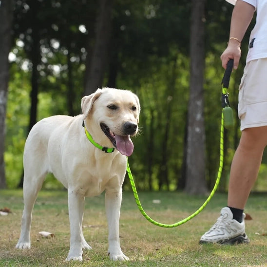 chien blanc en extérieur portant une laisse pour chien verte fluo réfléchissante