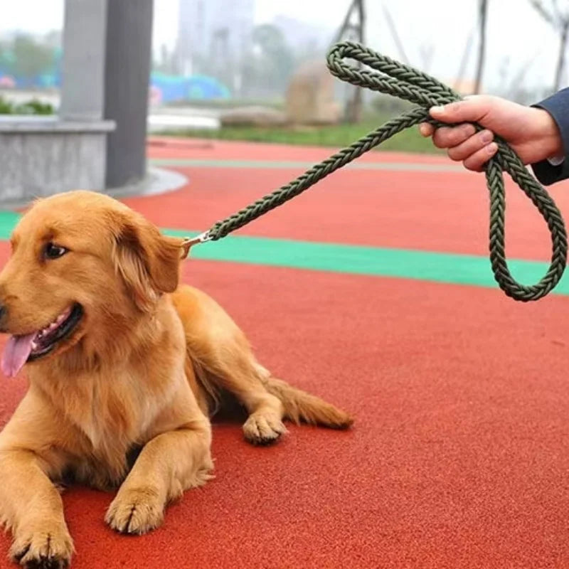 chien assis équipé d’une laisse pour chien verte en nylon tressé durable