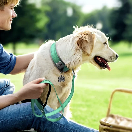 Golden Retriever portant un collier vert réfléchissant et une laisse assortie en exterieur