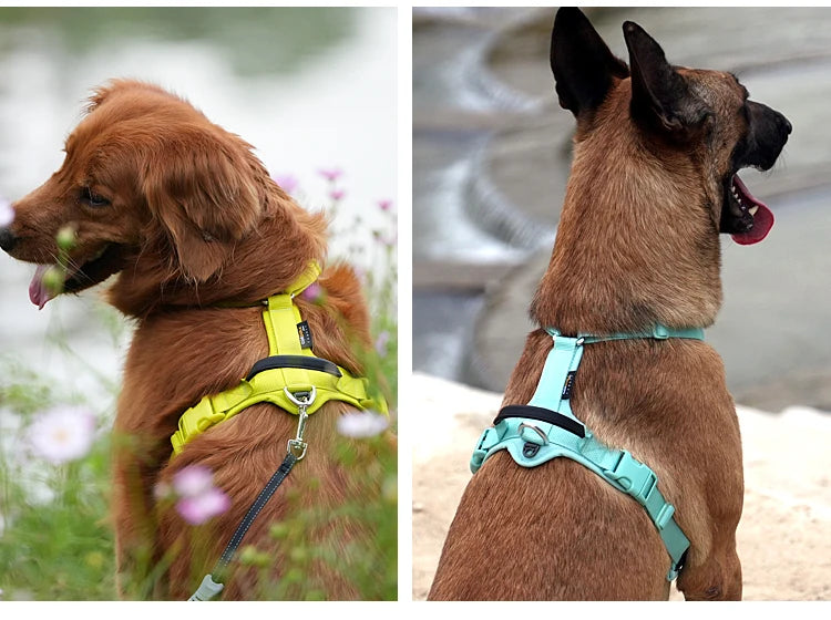 deux chiens portant un harnais anti-traction réfléchissant jaune et vert en extérieur