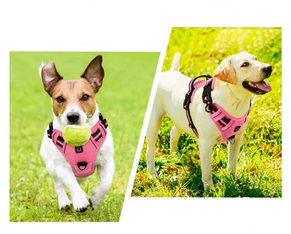 deux petits chiens portant un harnais rose avec laisse assortie