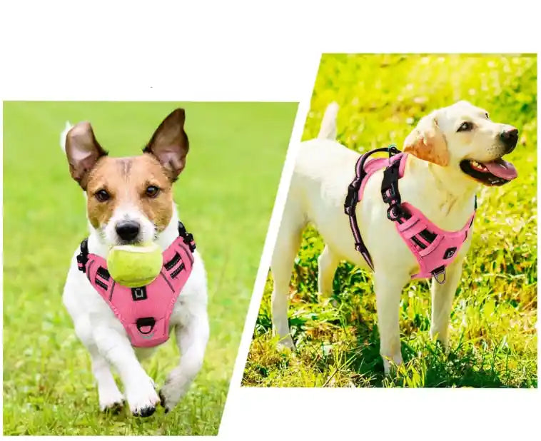 deux petits chiens portant un harnais rose avec laisse assortie
