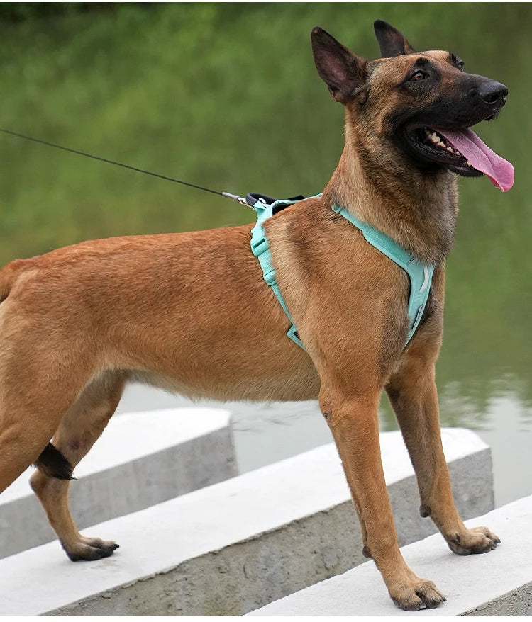chiens en promenade équipés de harnais anti-traction réfléchissants vert et orange