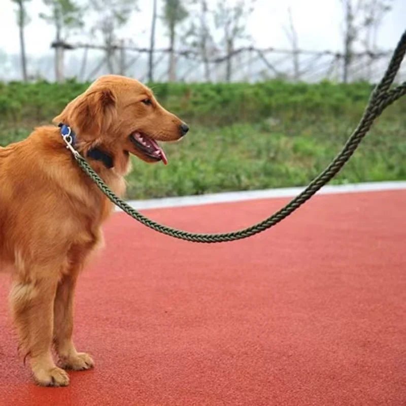 deux chiens en promenade attachés avec des laisses en nylon tressé solide
