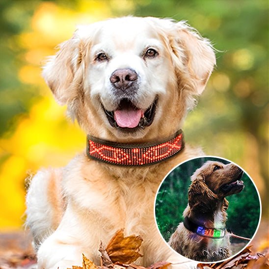 Collier LED pour Chien Connecté – Bluetooth, Lumineux & Personnalisable - Noble Truffe