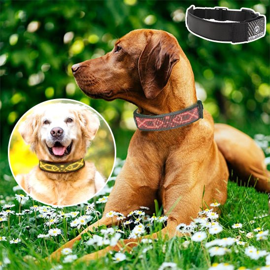 Collier LED pour Chien Connecté – Bluetooth, Lumineux & Personnalisable - Noble Truffe