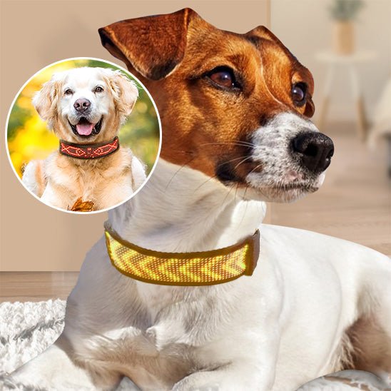 Collier LED pour Chien Connecté – Bluetooth, Lumineux & Personnalisable - Noble Truffe