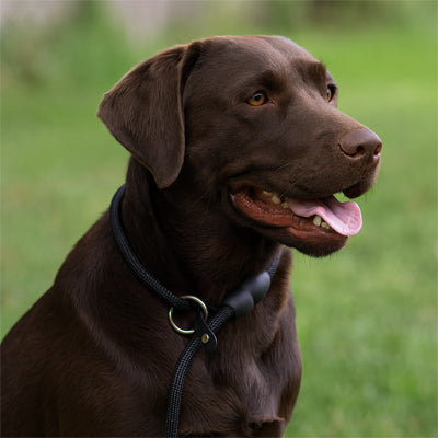 chien marron portant un collier ajustable pour chien noir en nylon renforcé