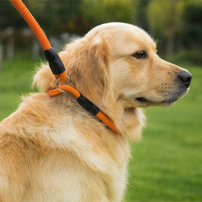 golden retriever portant un collier ajustable pour chien orange relié à une laisse