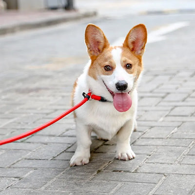 petit chien blanc et roux portant un collier ajustable pour chien rouge en promenade