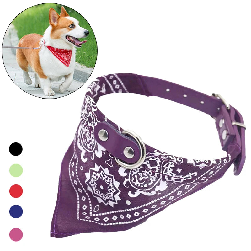 Chien Corgi portant un collier foulard rouge lors d'une promenade