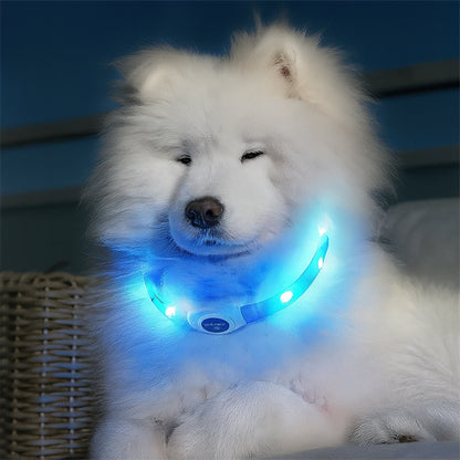 Chien blanc Samoyède portant un collier pour chien LED bleu brillant