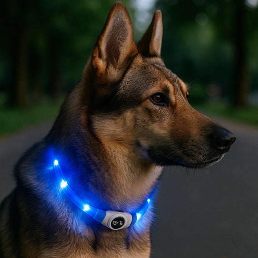 Berger allemand avec collier pour chien LED bleu étanche et rechargeable