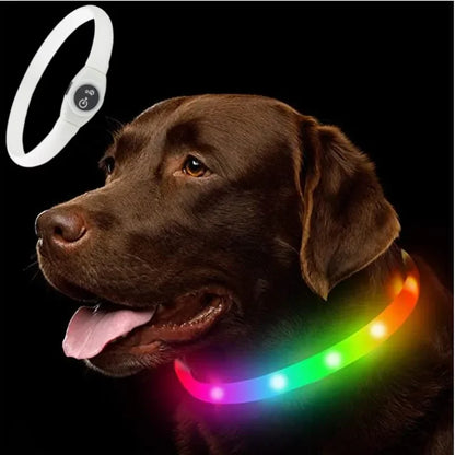 Chien marron portant un collier pour chien LED vert lumineux rechargeable