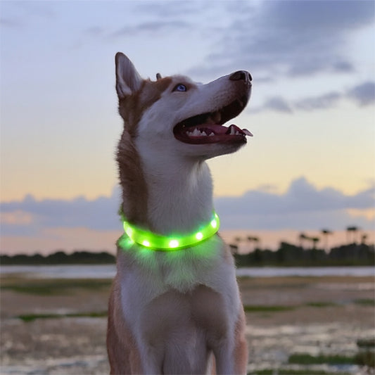 Chien portant un collier pour chien LED vert lumineux lors d’une promenade au coucher du soleil