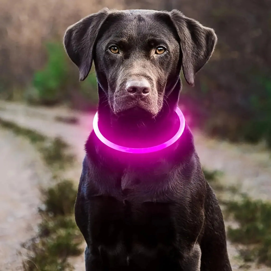 Collier LED lumineux rechargeable USB