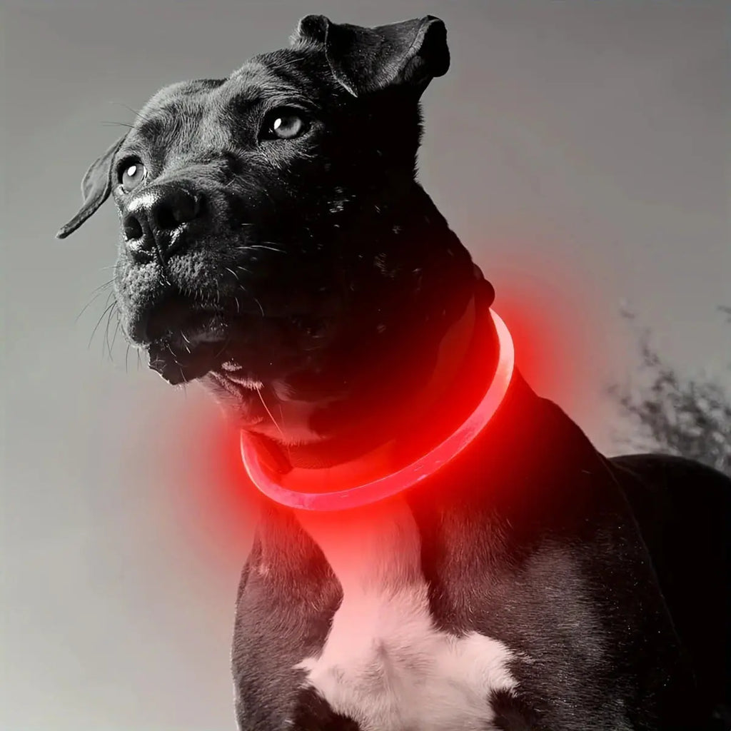 Collier lumineux pour chien LED rechargeable