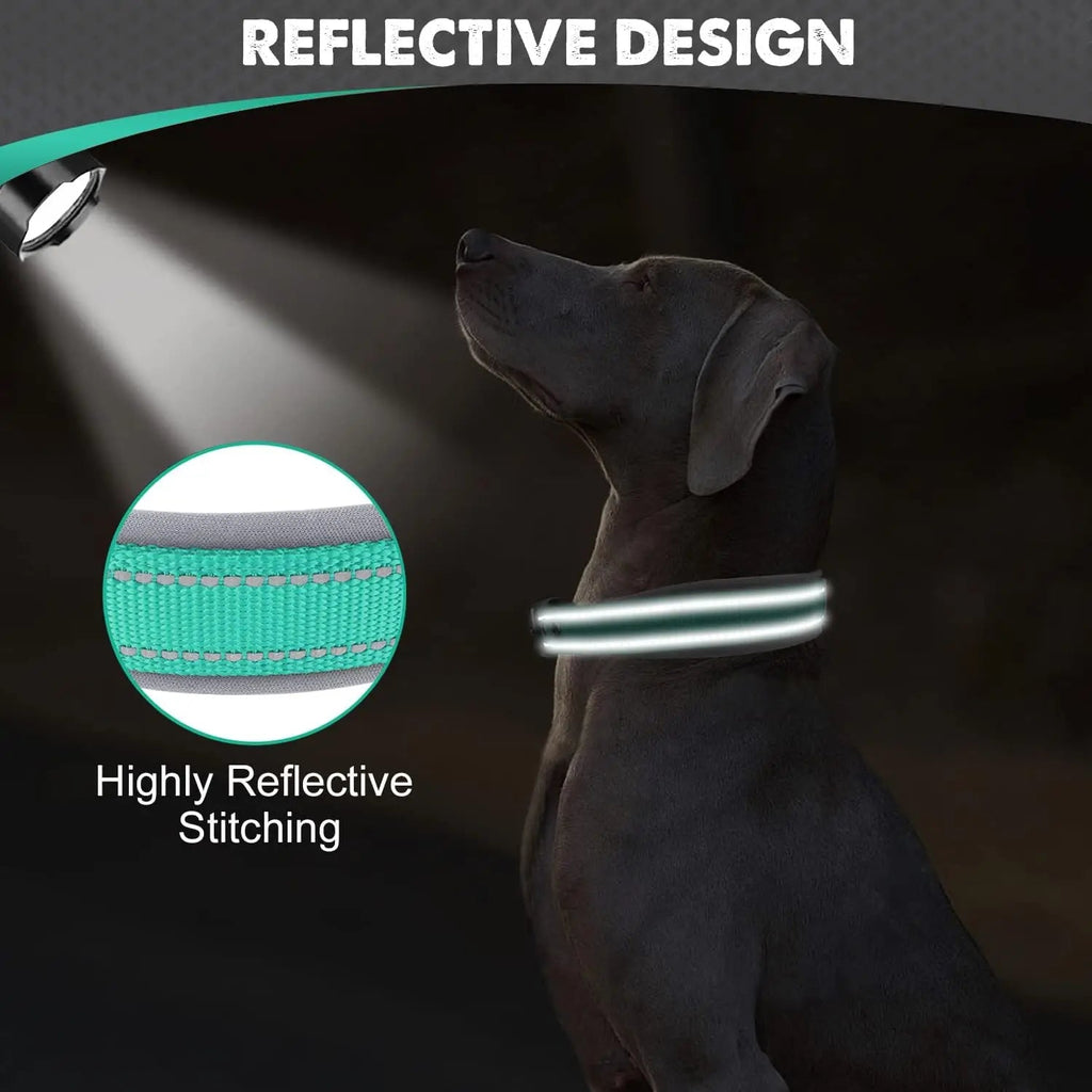 Chien noir portant un collier avec coutures réfléchissante dans l'obscurité