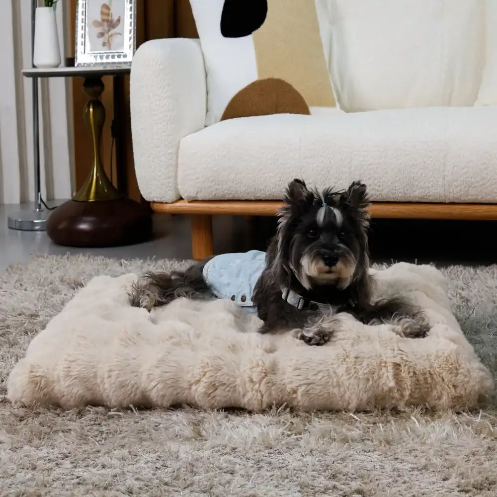 Grand chien détendu sur un coussin mémoire de forme beige dans une chambre chaleureuse