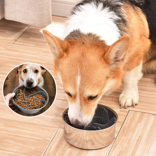 Chien et chat utilisant une gamelle chien anti glouton pour ralentir leur alimentation