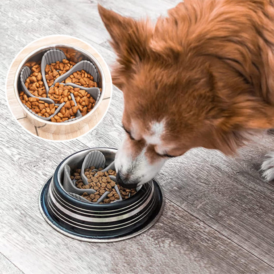 Corgi mangeant ses croquettes dans une gamelle chien anti glouton grise avec ventouse