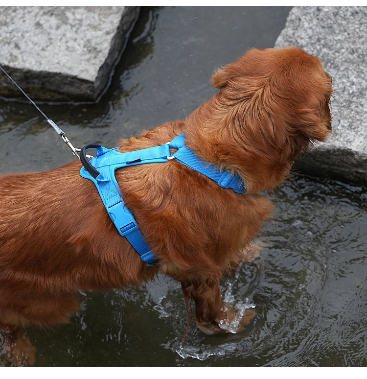 golden retriever portant un harnais anti-traction réfléchissant bleu en train de nager