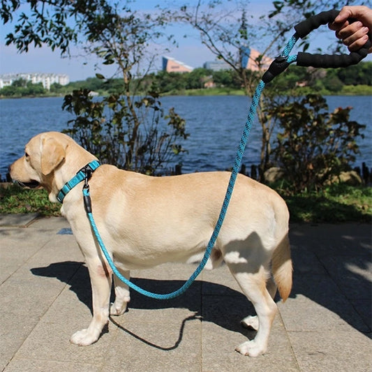 golden retriever marchant avec laisse pour chien noire résistante et réfléchissante