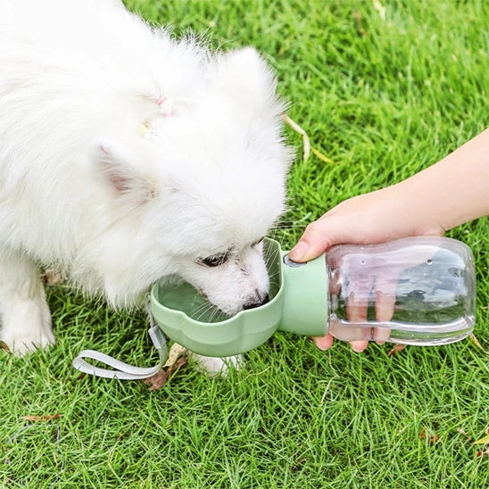 chien blanc buvant dans une gourde pour chien verte en promenade