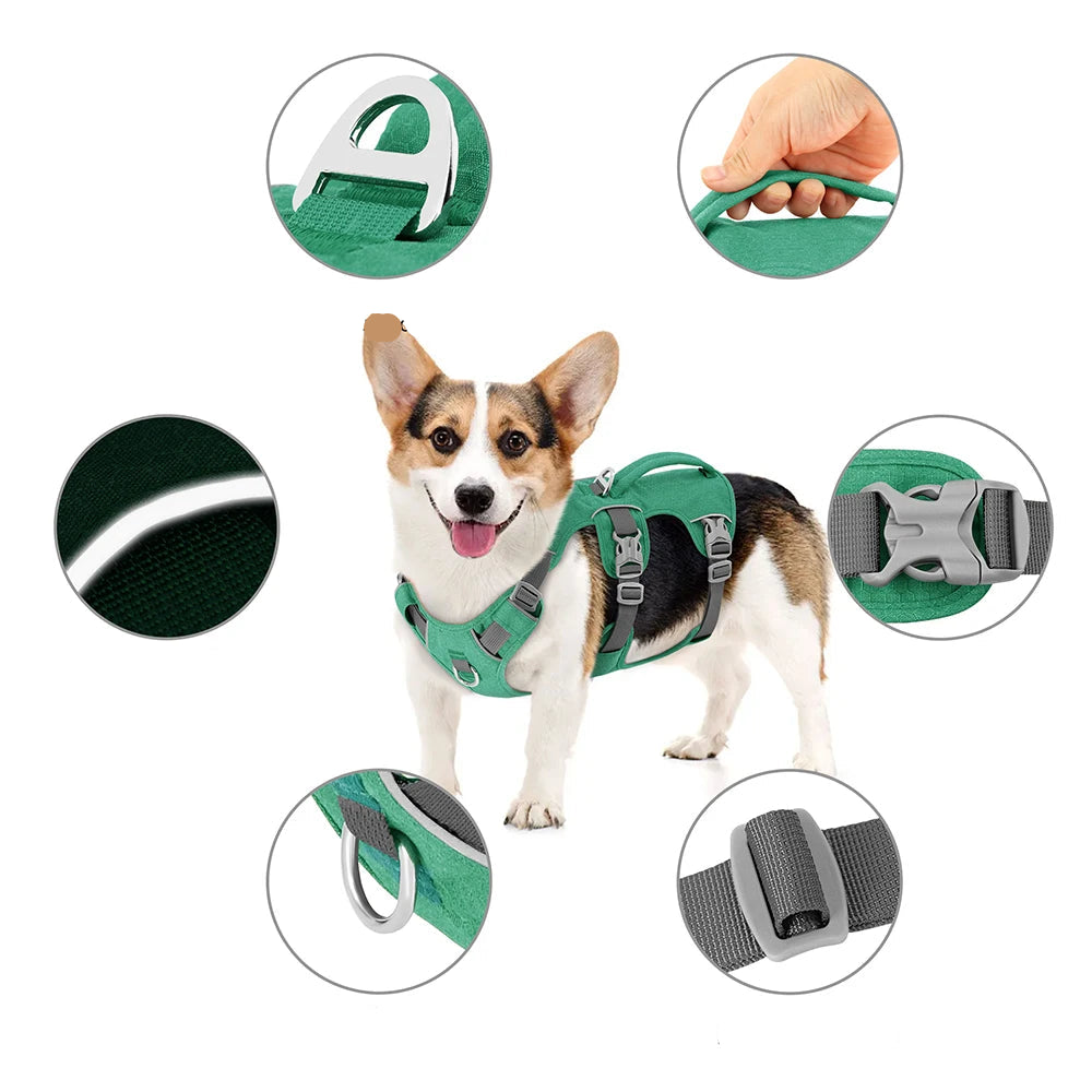 Petit chien noir et blanc portant un harnais anti-fugue vert réglable, adapté aux promenades quotidiennes.