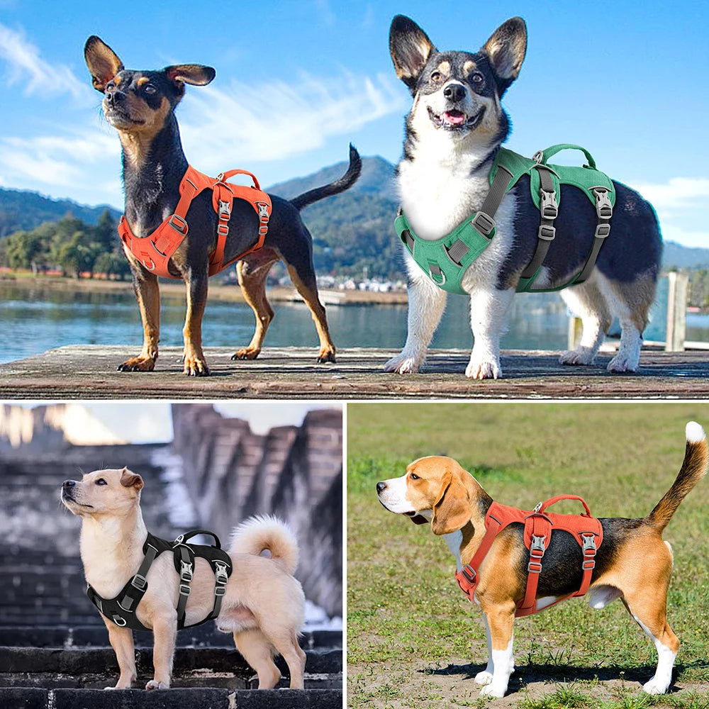 Trois chiens de tailles différentes portant un harnais anti-fugue lors d’une balade en plein air.