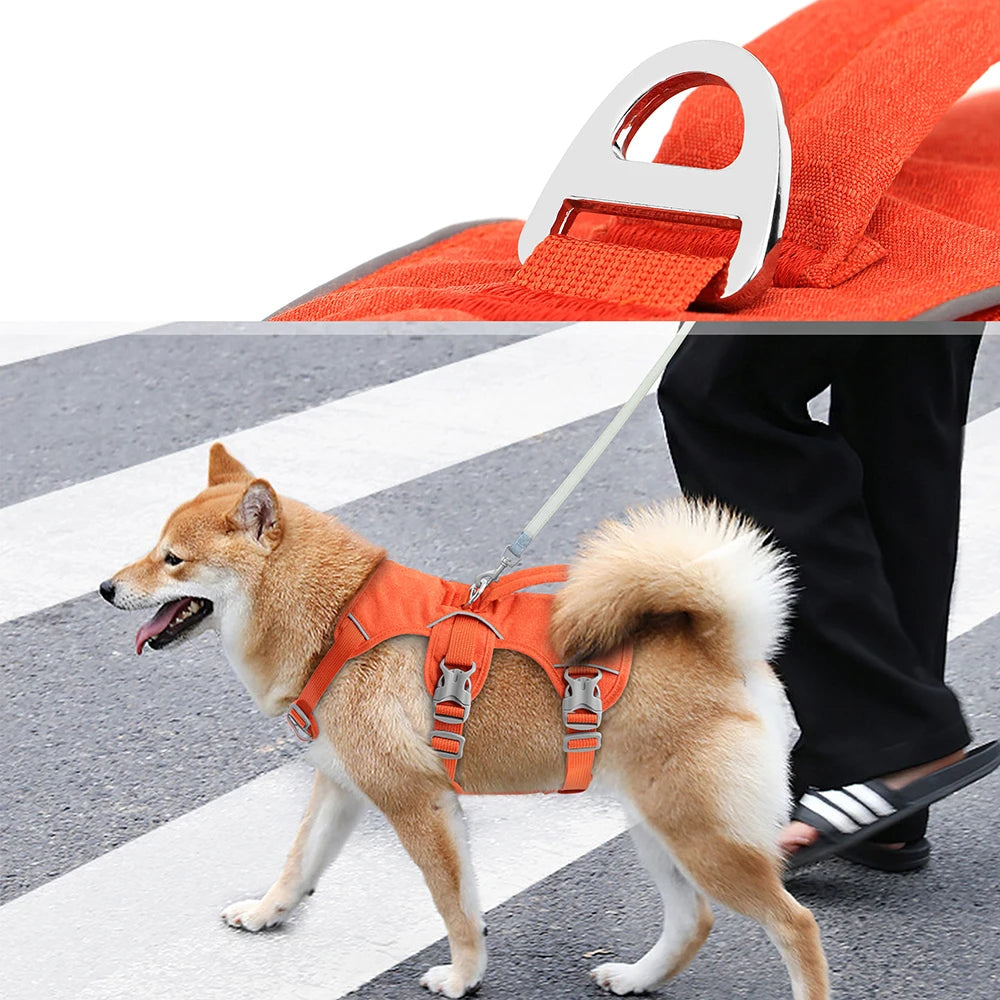 Chien beige en promenade portant un harnais anti-fugue orange avec poignée de maintien.