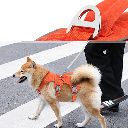 Chien beige en promenade portant un harnais anti-fugue orange avec poignée de maintien.