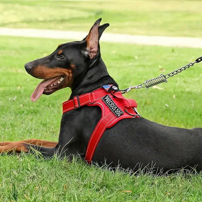 Chien noir portant un harnais rouge avec laisse assortie, utilisé lors d’une promenade en extérieur.