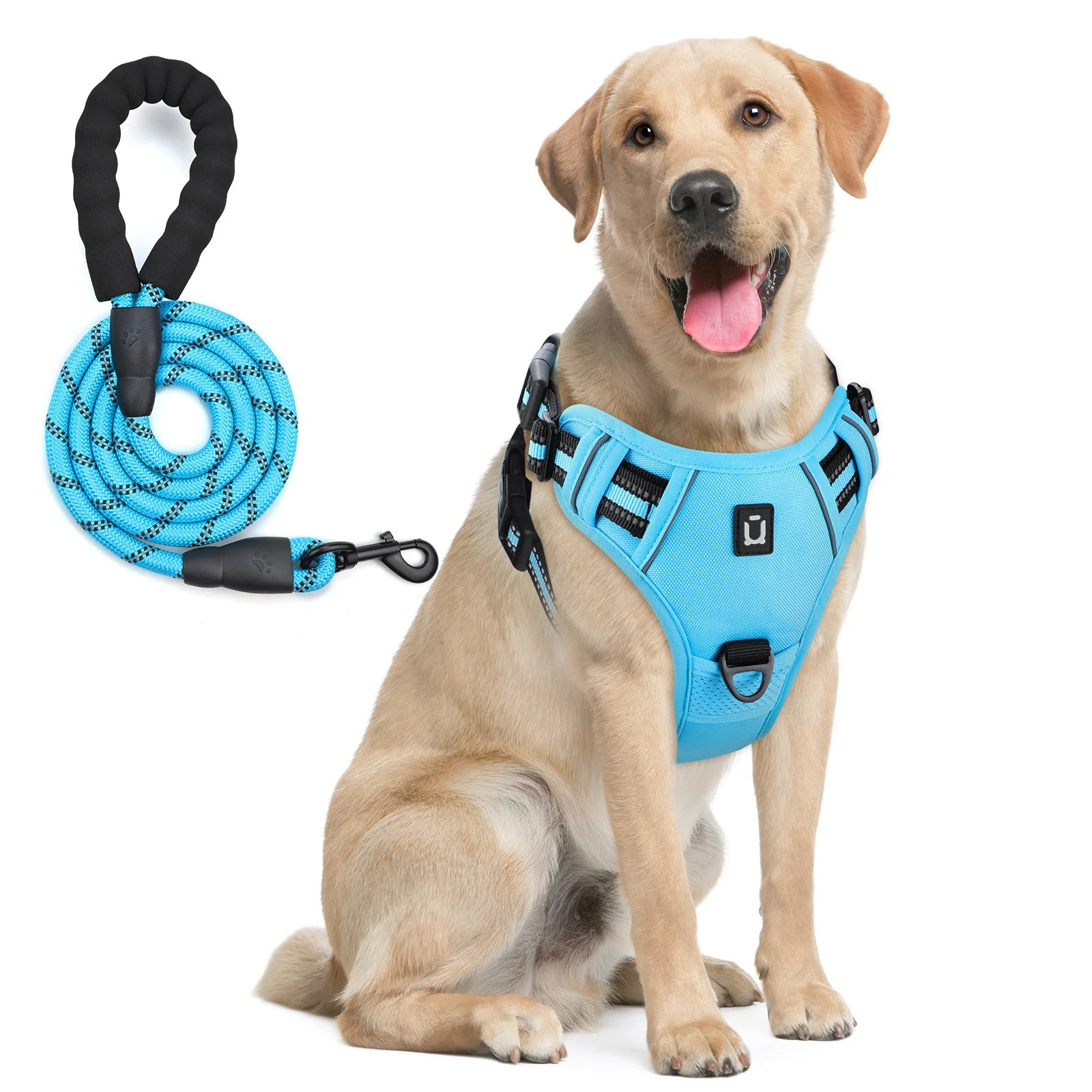 chien labrador souriant  équipé d’un harnais bleu ciel avec laisse assortie 