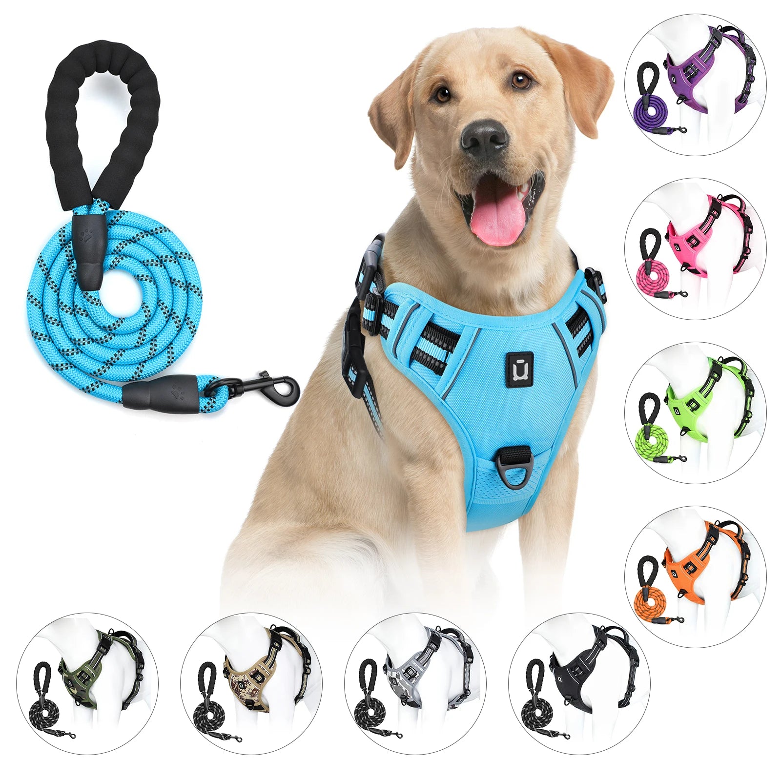 chien labrador portant un harnais bleu avec laisse assortie en corde résistante