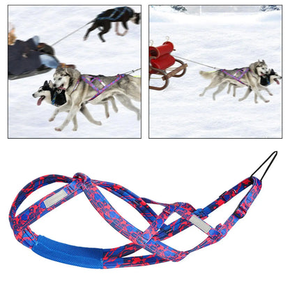 détail du harnais de traction bleu pour chien, nylon robuste et couture renforcée