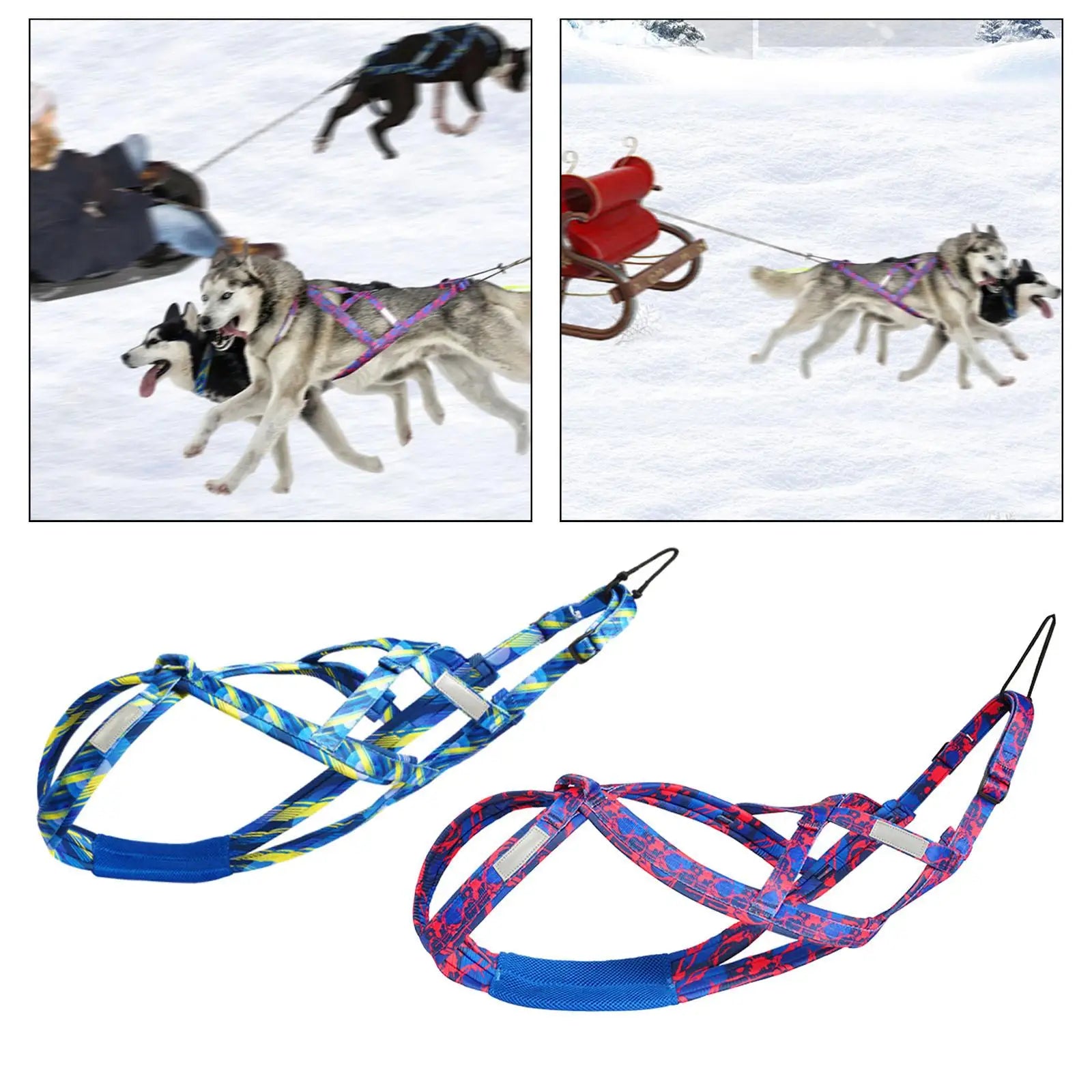 chiens traineau harnais bleus chiens traineau harnais bleus dans la neige