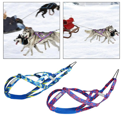 chiens traineau harnais bleus chiens traineau harnais bleus dans la neige